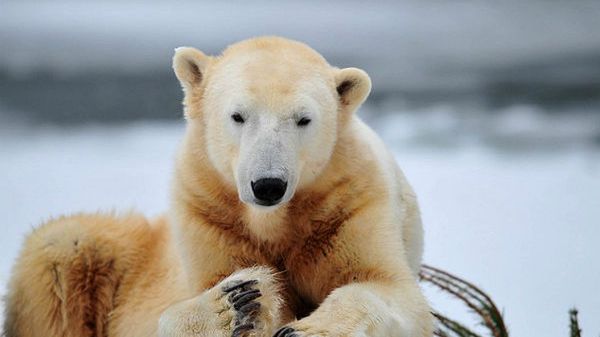 Słynny niedźwiedź Knut