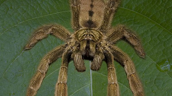Psalmopoeus cambridgei