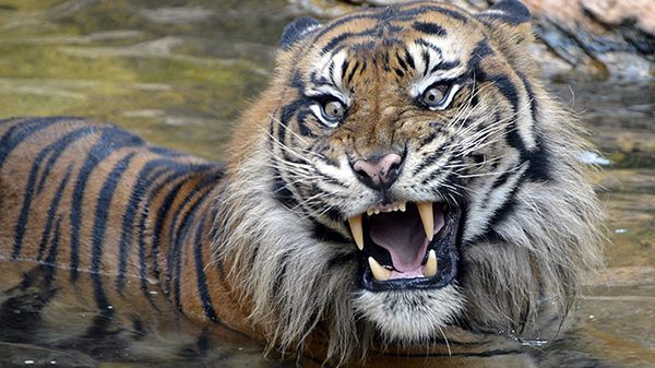 Tygrys sumatrzański