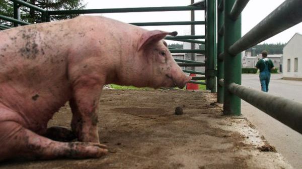 Farma jest w prywatnych rękach