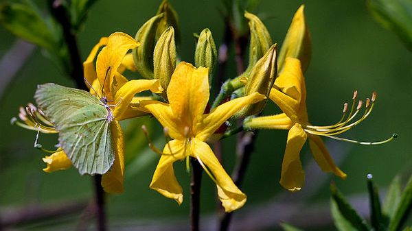 Motyl przysiadł na różaneczniku żółtym, zwany również azalią pontyjską, rosnący na jedynym w Polsce, naturalnym stanowisku w rezerwacie w Woli Zarczyckiej na Podkarpaciu