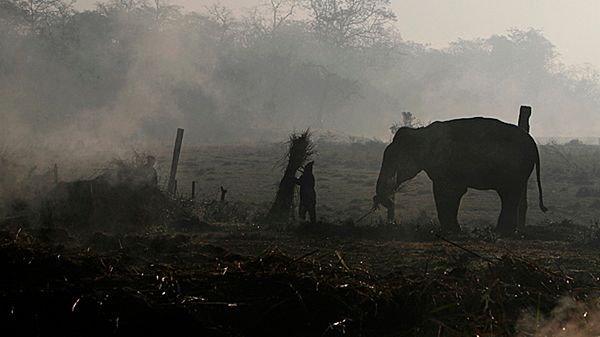 W okręgu Jhapa dzikie słonie zabiły łącznie już sześć osób