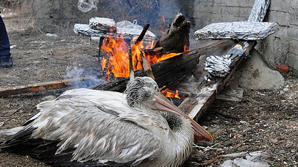 Pelikan grzeje się przy ognisku