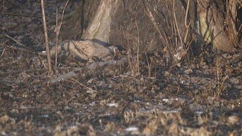 Zawiniątko, odnalezione w okolicach Czarnej Przemszy podczas poszukiwań ciała 6-miesięcznej Magdy