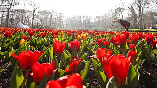 W tym roku w ogrodach Keukenhof uhonorują Polskę