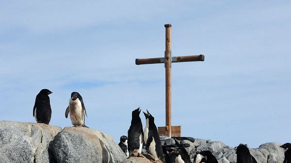 Antarktyda, pingwiny na skałach