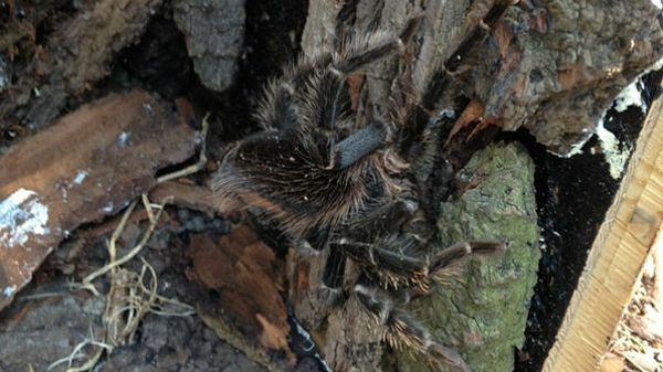 Ptasznik znaleziony we Wrocławiu