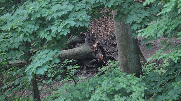 Miejsce wypadku w Ojcowskim Parku Narodowym