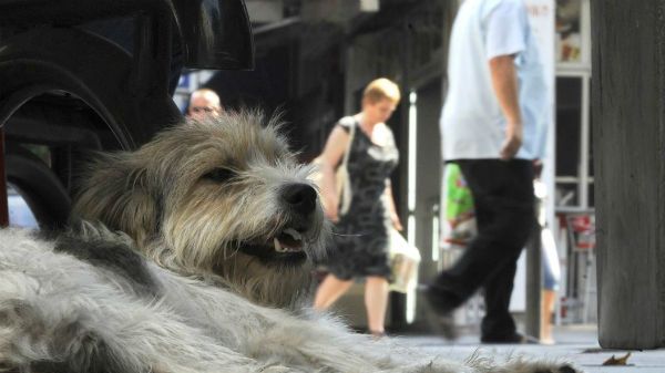 Psy będą mogły szczekać w określonych godzinach