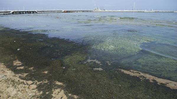 Sinice na plaży w Sopocie