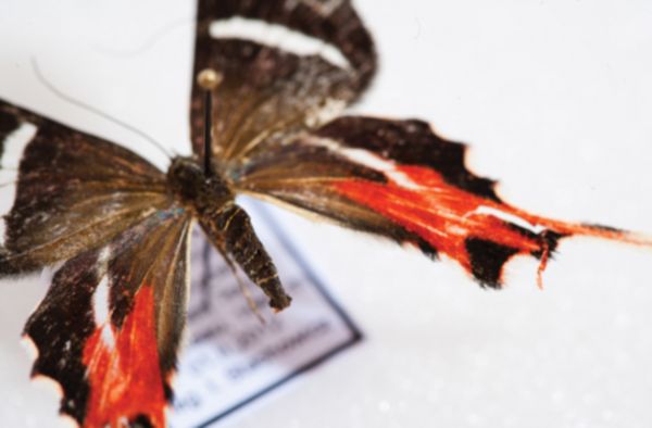 Polscy naukowcy odkryli w Ameryce Południowej nowe gatunki motyli i żab