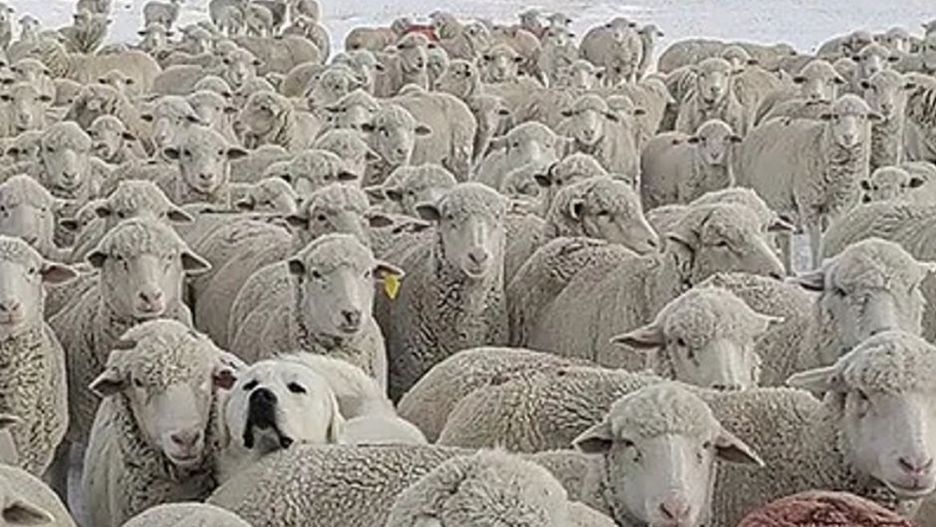 Gdzie ukrył się pies? Większość ludzi nie jest w stanie go zobaczyć