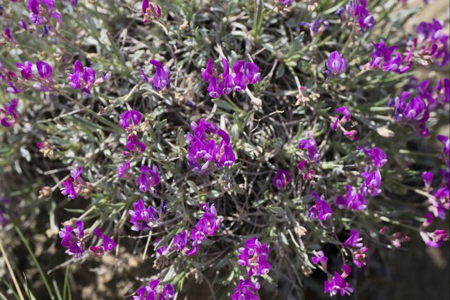 Astragalus