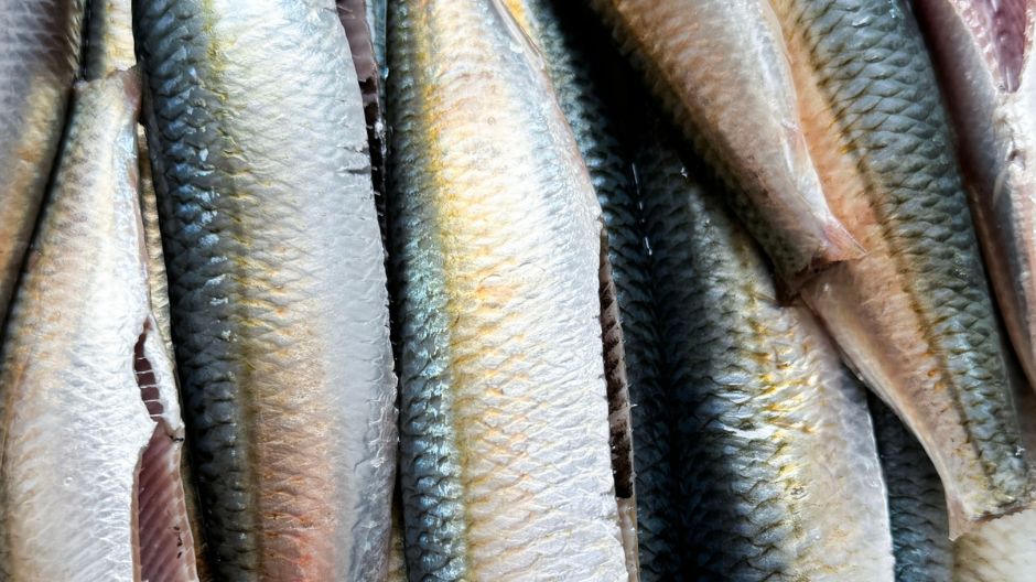 Śledzie zielone to bomba zdrowia. Nie każdy jednak wie, gdzie je znaleźć