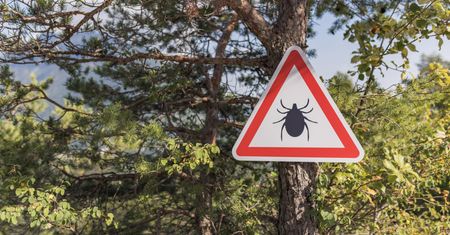 Uważaj podczas grzybobrania. Sezon na kleszcze trwa w najlepsze