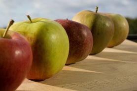 Dieta jabłkowa - rodzaje, zasady, efekty, przeciwwskazania i skutki uboczne