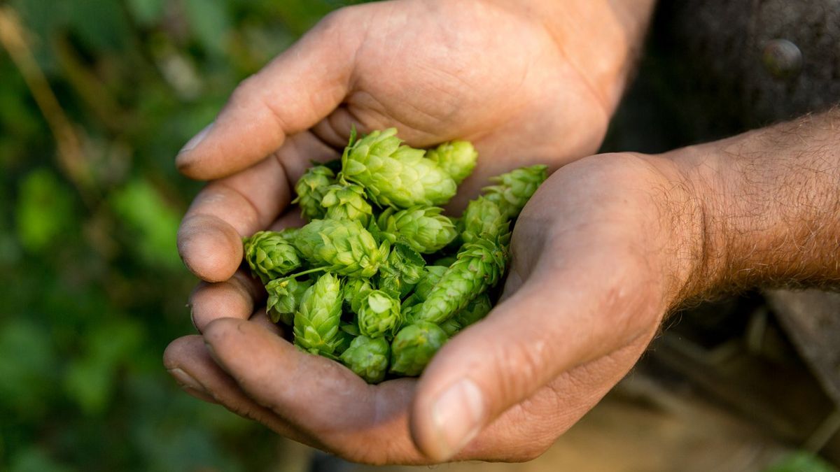 Chmiel na włosy to doskonałe lekarstwo na łupież i swędzenie głowy.