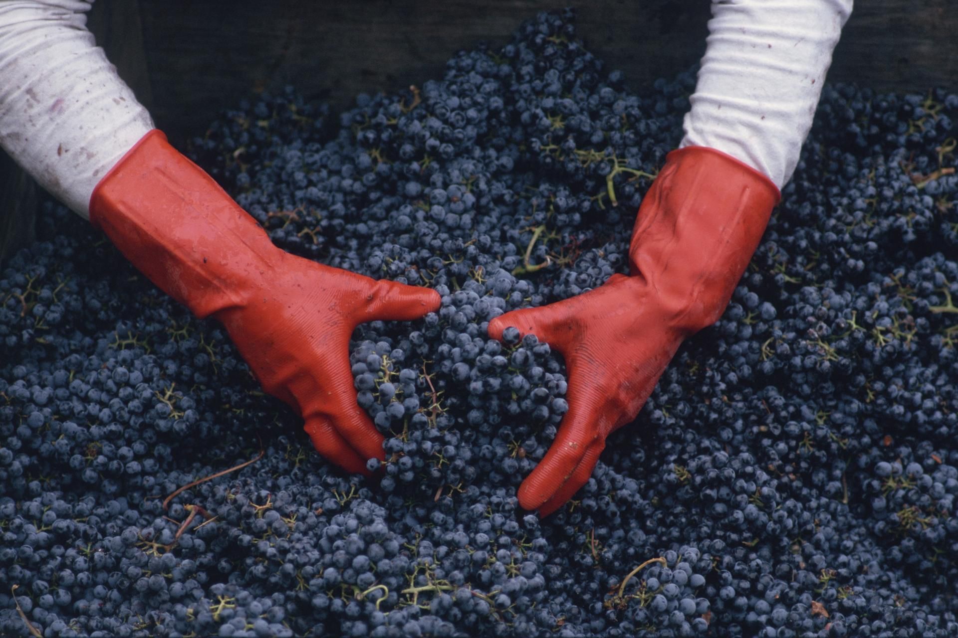 Winogrona i orzechy dzięki wysokiej zawartościpolifenol są doskonałymi przeciwutleniaczami