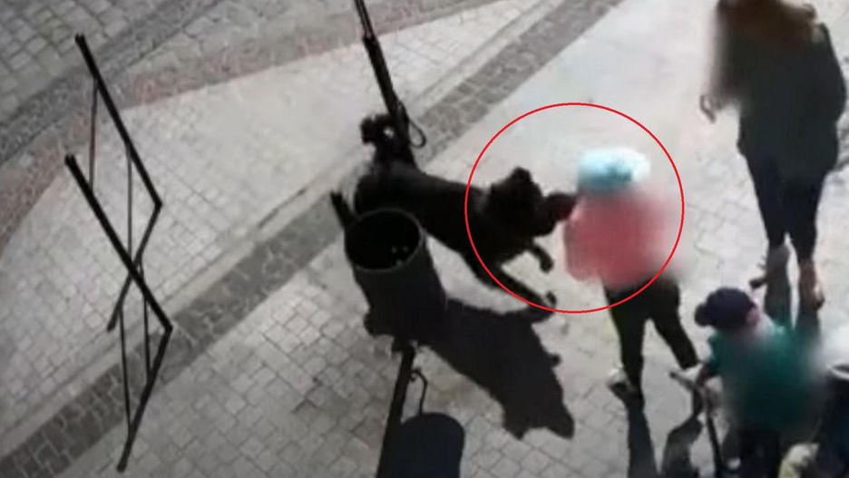 Pies zaatakował 8-latkę. Właściciel w tym czasie robił zakupy