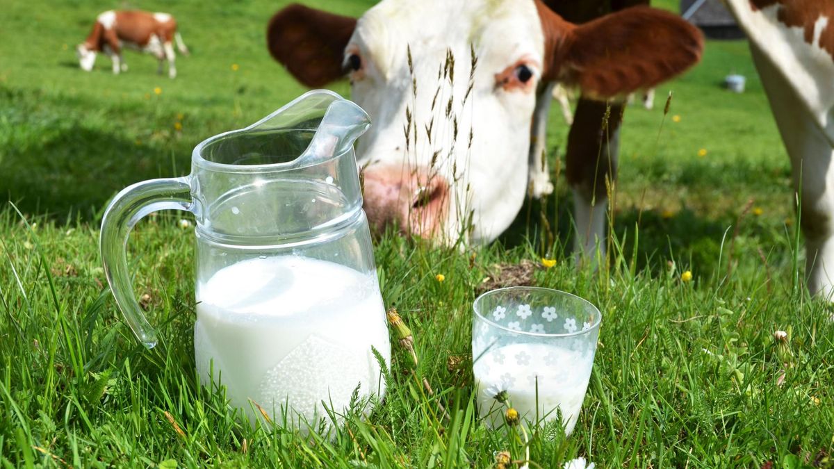 Organiczne mleko i mięso ma więcej kwasów omega-3