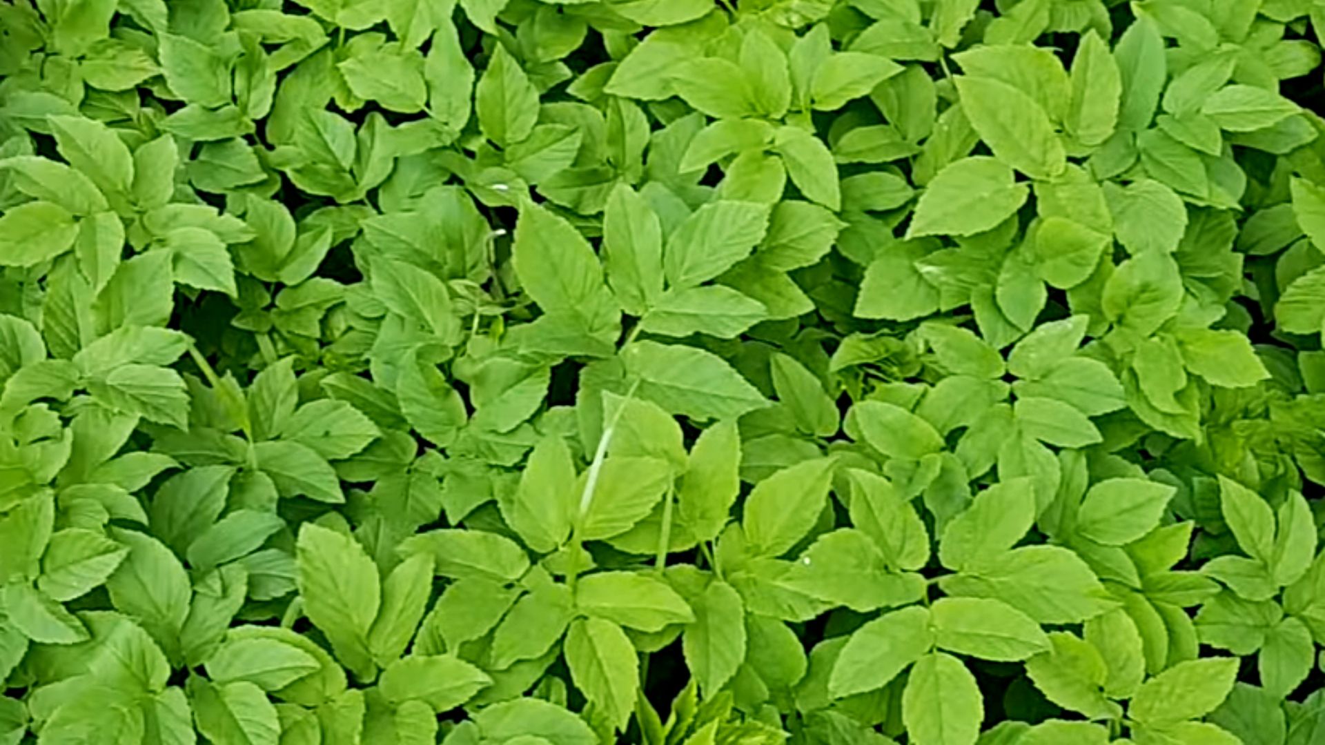 Podagrycznik był stosowany w medycynie ludowej jako środek na bóle stawów, obrzęki i problemy trawienne.