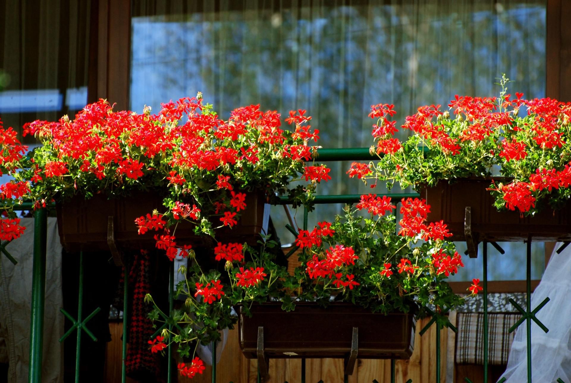 uprawa pelargonii [123rf.com]