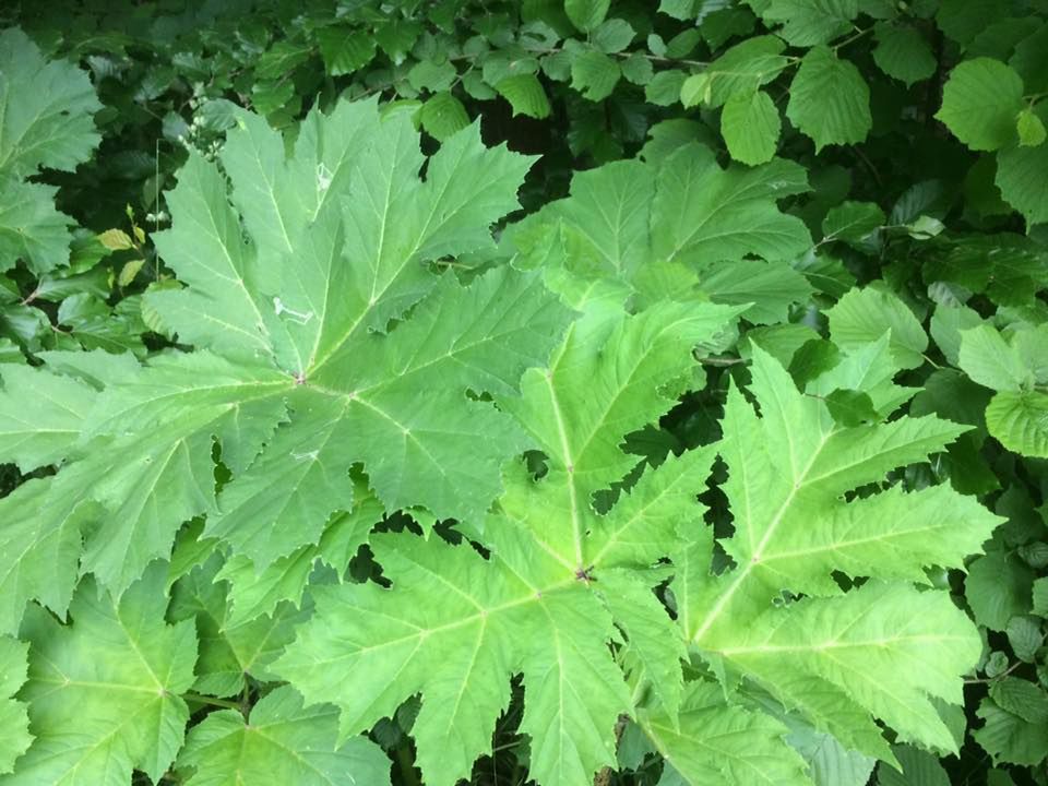 Barszcz Sosnowskiego można spotkać na łąkach, w parkach, nad brzegami rzek i jezior oraz w ogrodach