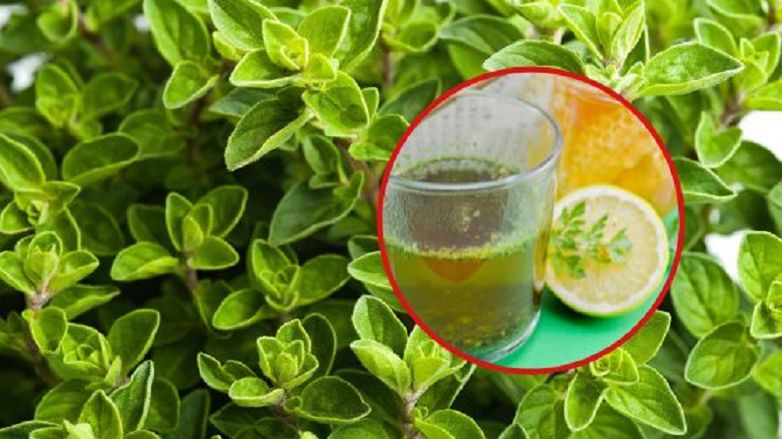 Domowy syrop z tymiankiem i szałwią. Idealny na kaszel i ból gardła