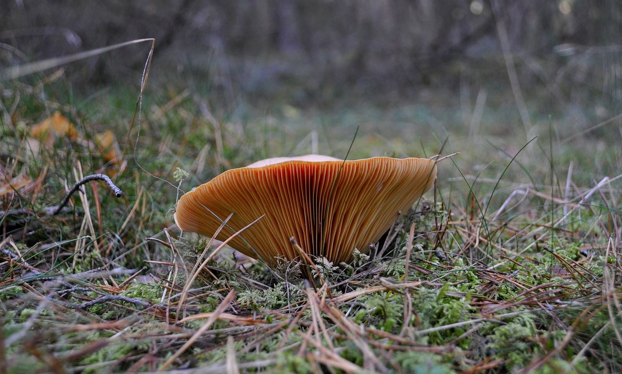 Rydze w polskich lasach. Czas ruszyć na łowy