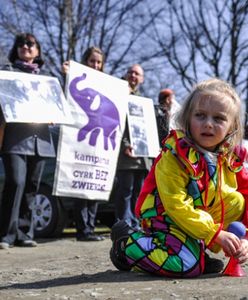 Obrońcy praw zwierząt będą pikietować przed cyrkiem, który ma wystąpić w Poznaniu