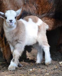 Skradziony z poznańskiego zoo koziołek już się odnalazł