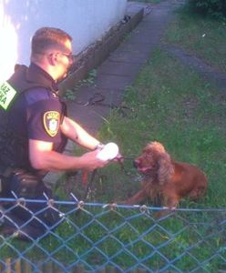 W Poznaniu ktoś porzucił psa z założonym kagańcem