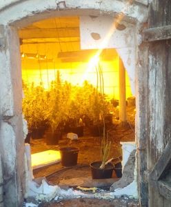 Policjanci z Krotoszyna odkryli plantację marihuany w... chlewie