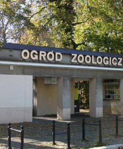 Kierownik Starego Zoo w Poznaniu był pijany w pracy. Zostanie zwolniony?