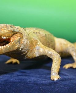 Aligatory i niedźwiedzie - zobacz jakie "pamiątki" z wakacji znajdują celnicy ze Śląska