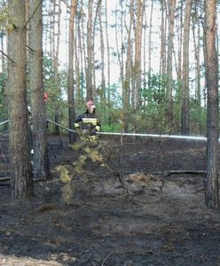 17 razy podpalał lasy w okolicach Konina. Nie wie, dlaczego to robił