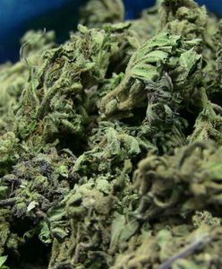 Sukces gdyńskiej policji. Funkcjonariusze przejęli 1,5 kg marihuany