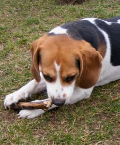 W Poznaniu nie będzie już podatku za psa