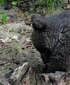 Pracownicy zoo w Poznaniu zadzwonili na policję. "Niedźwiedzica wykopała coś podejrzanego"