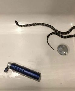 Katowice: znalazła węża w wannie