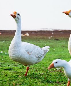 Groźny wirus ptasiej grypy stwierdzono w Danii