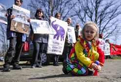 Obrońcy praw zwierząt będą pikietować przed cyrkiem, który ma wystąpić w Poznaniu