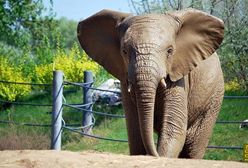 Poznaniacy pożegnają słonia. Władze zoo apelują, aby przynieść dla niego prezenty