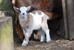 Skradziony z poznańskiego zoo koziołek już się odnalazł