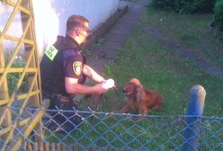 W Poznaniu ktoś porzucił psa z założonym kagańcem