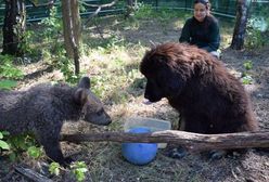 Mała niedźwiedzica z poznańskiego zoo będzie wychowywać się z... psem