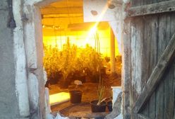 Policjanci z Krotoszyna odkryli plantację marihuany w... chlewie