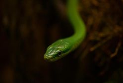 Zmiany w poznańskim zoo. Zwiedzający będą mogli karmić zwierzęta