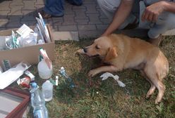 Nad Polskę nadciąga fala upałów. Zwierzęta domowe wymagają szczególnej troski