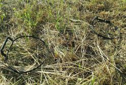 Uwaga na wnyki. W okolicy Krakowa pojawiły się niebezpieczne pułapki